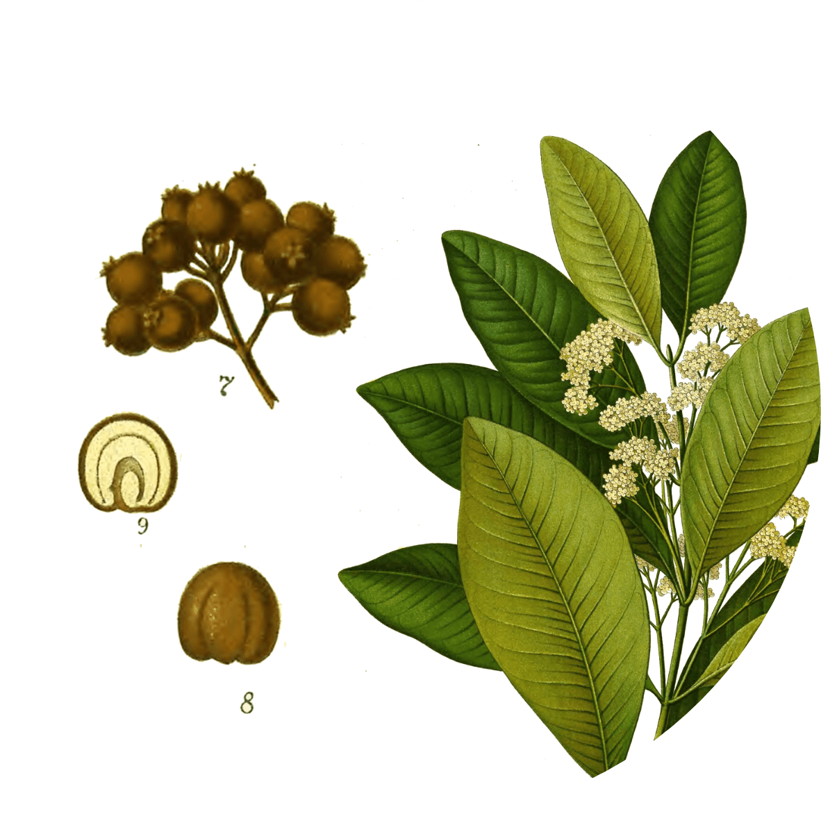 Image for allspice