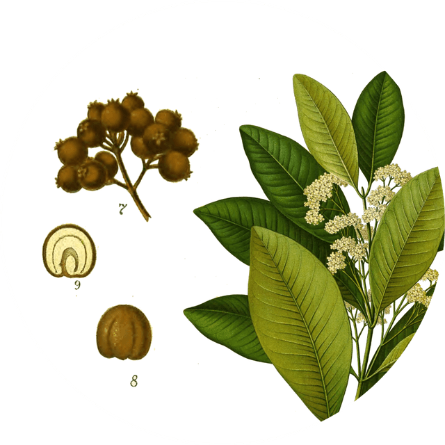 Image for allspice