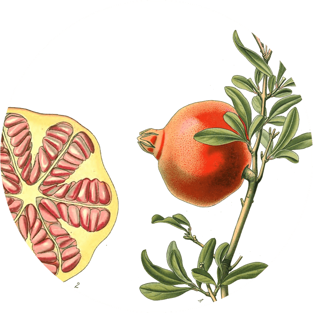 Image for anardana-powder