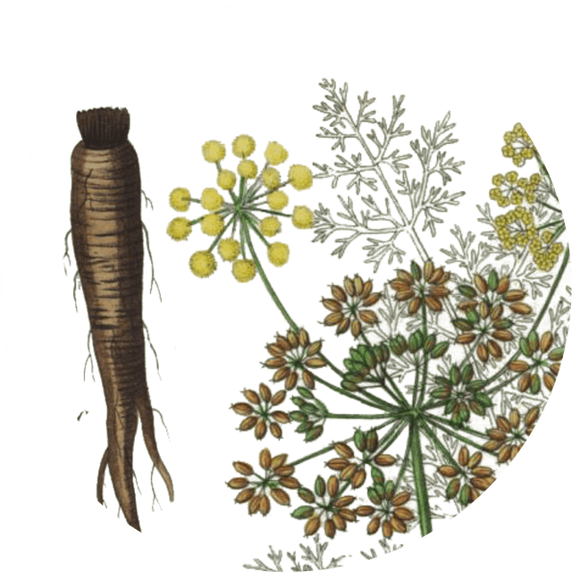 Image for asafoetida