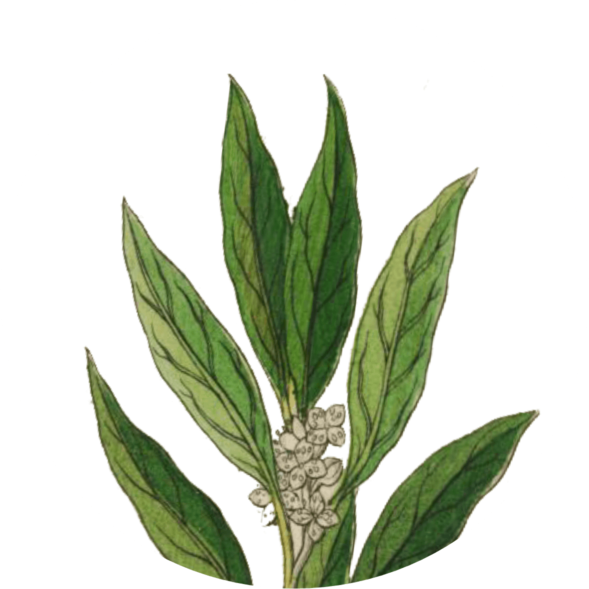 Image for bay-leaf