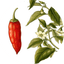 cayenne-pepper