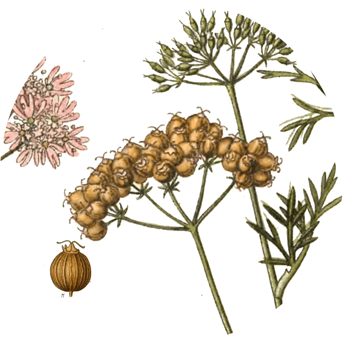 Image for coriander-seeds