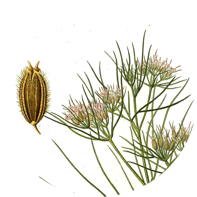 Image for cumin-seeds