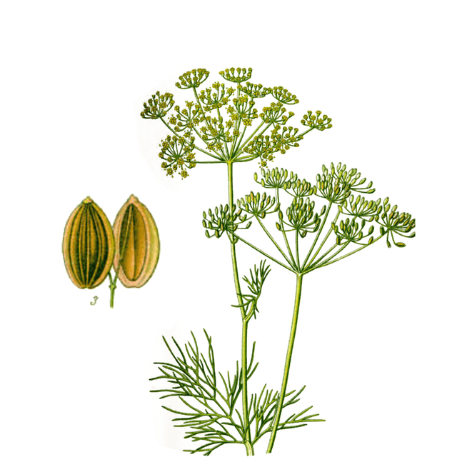 Image for dill-seeds