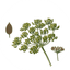 fennel-seeds