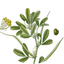 fenugreek-leaves