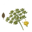 ground-fennel-seeds