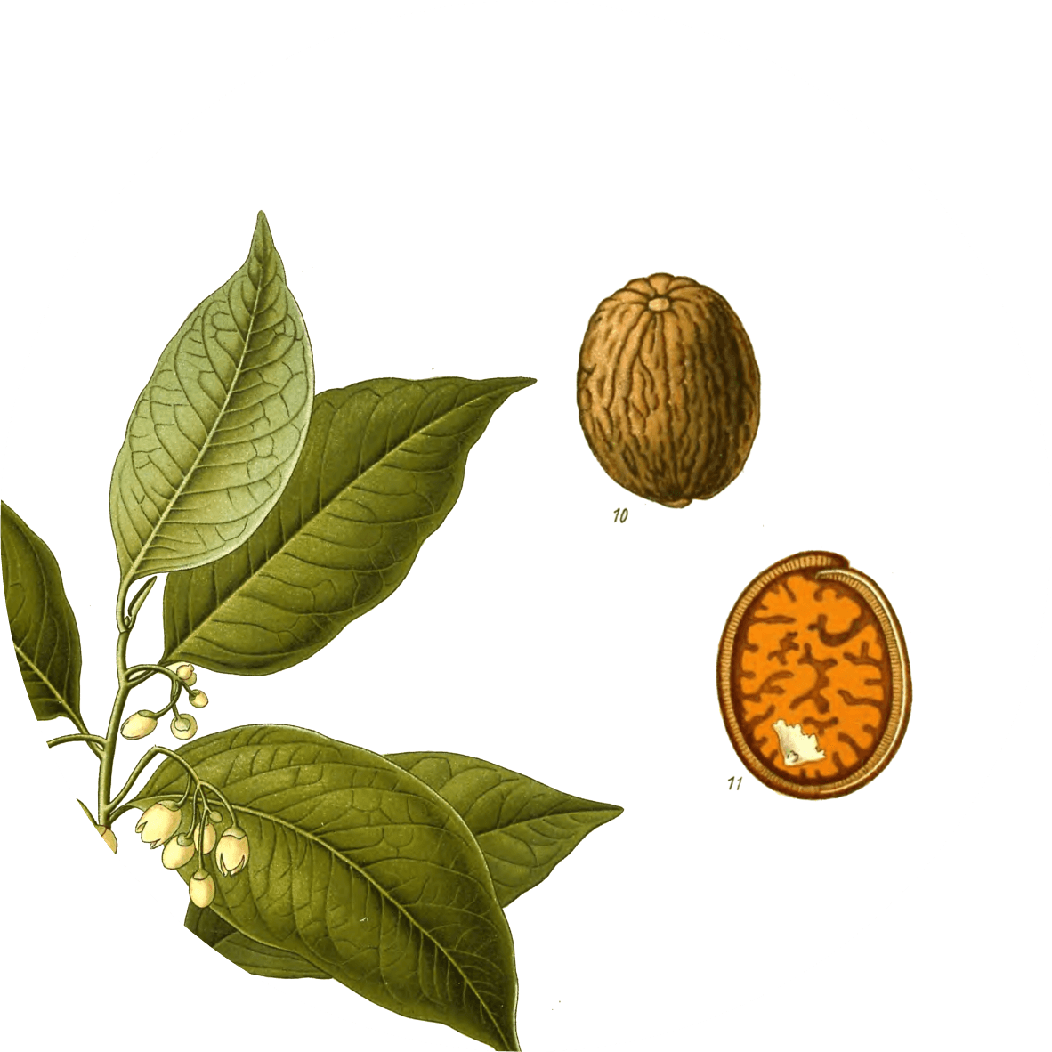 Image for ground-nutmeg