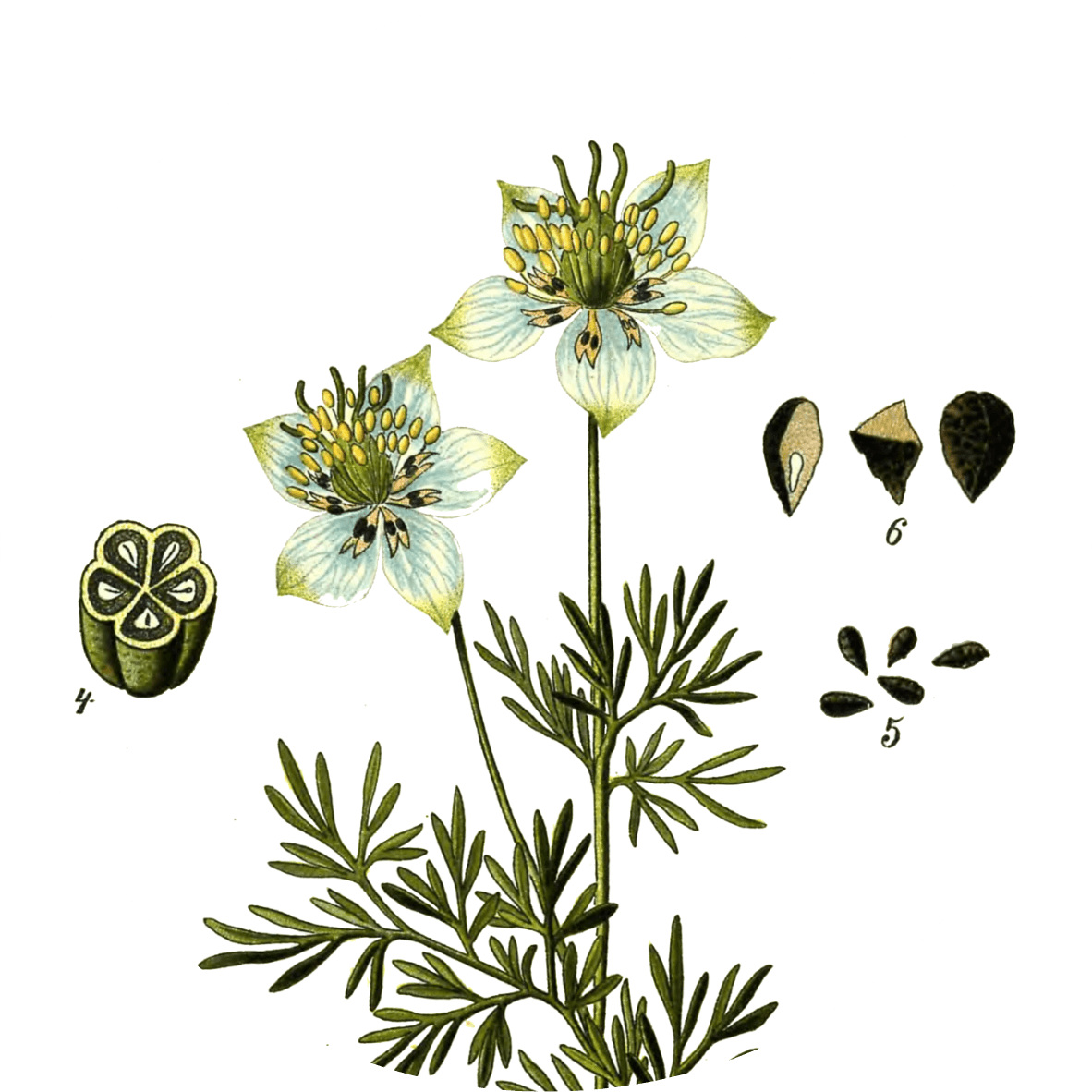 Image for nigella-seeds