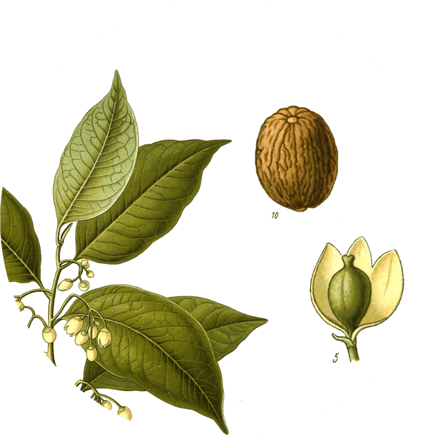 Image for nutmeg