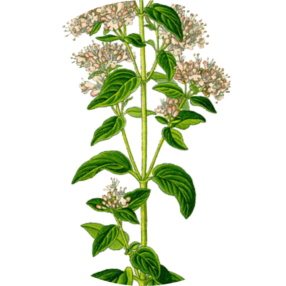 Image for oregano