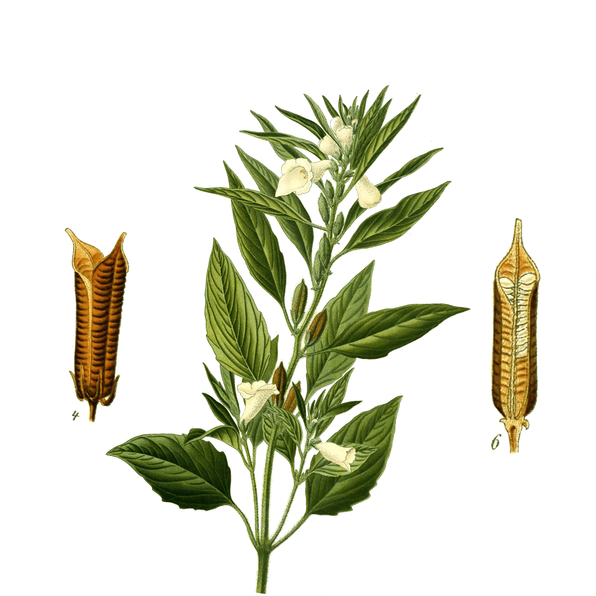 Image for white-sesame-seeds