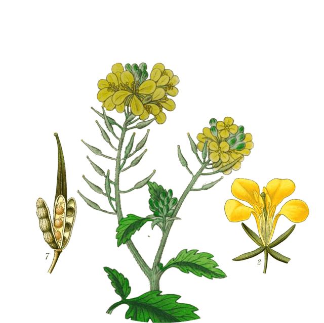 Image for yellow-mustard-seeds