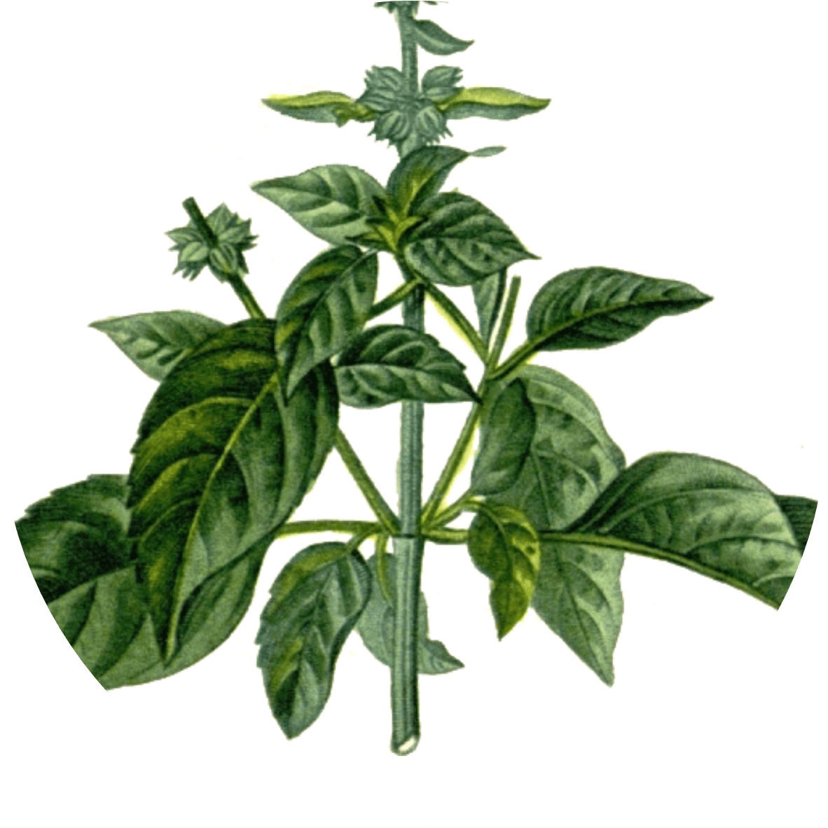 Image for basil