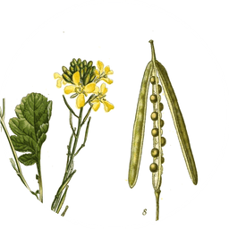 Black mustard seeds