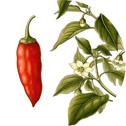 Cayenne pepper