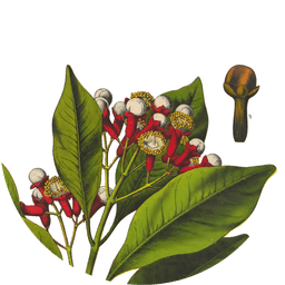 Cloves
