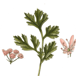 Coriander leaves