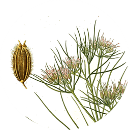 Cumin seeds