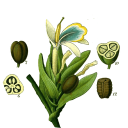 Green cardamom