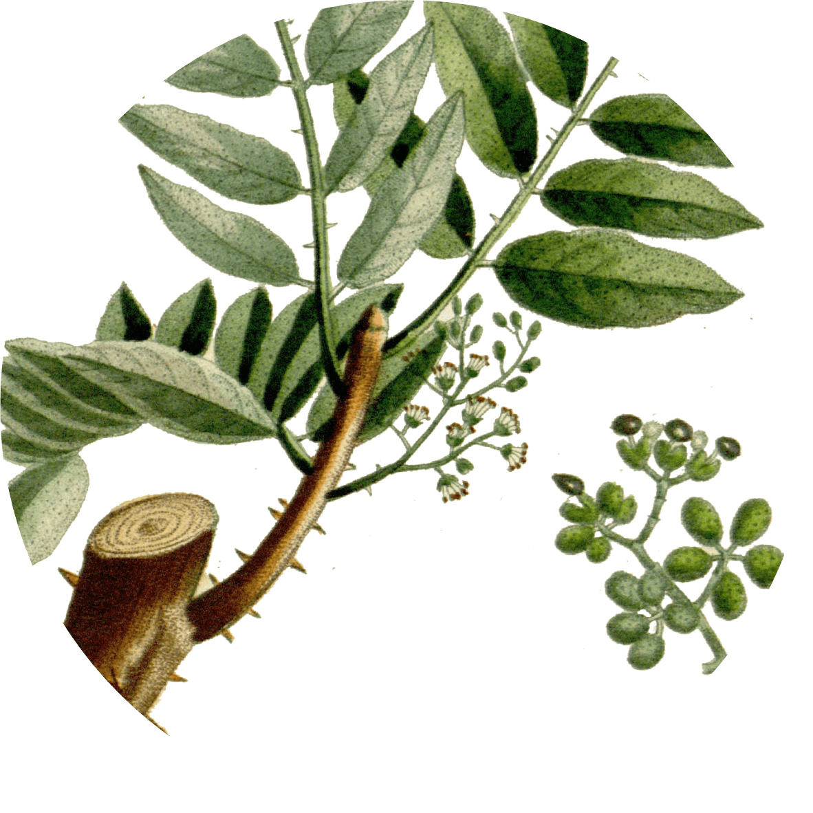 Image for green-sichuan-pepper