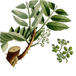 Green Sichuan pepper