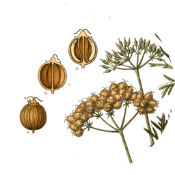 Ground coriander seeds