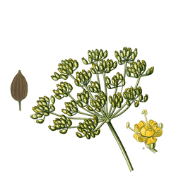 Ground fennel seeds