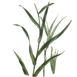 Lemongrass