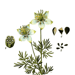 Nigella seeds