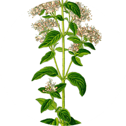 Oregano