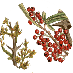 Red Sichuan pepper