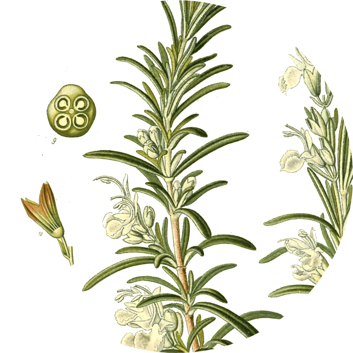 Image for rosemary