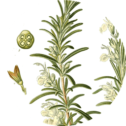 Rosemary