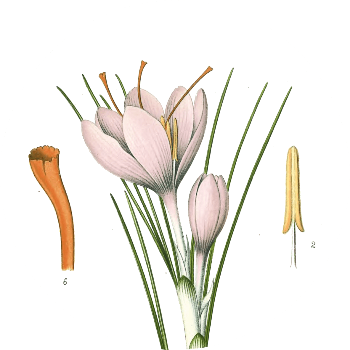 Image for saffron