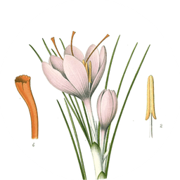Saffron