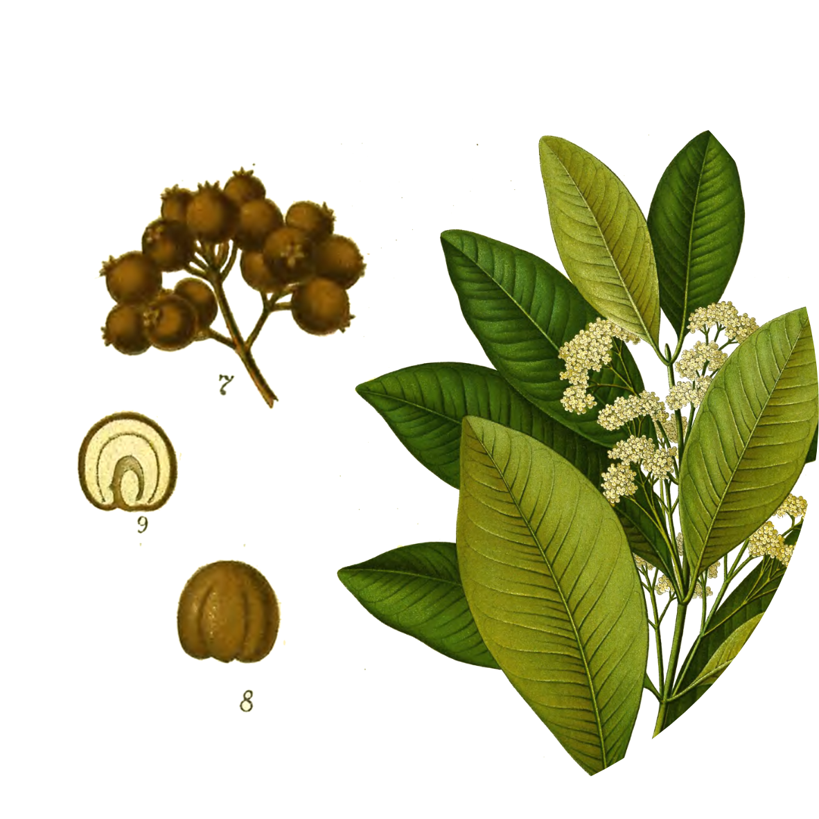 Image for allspice