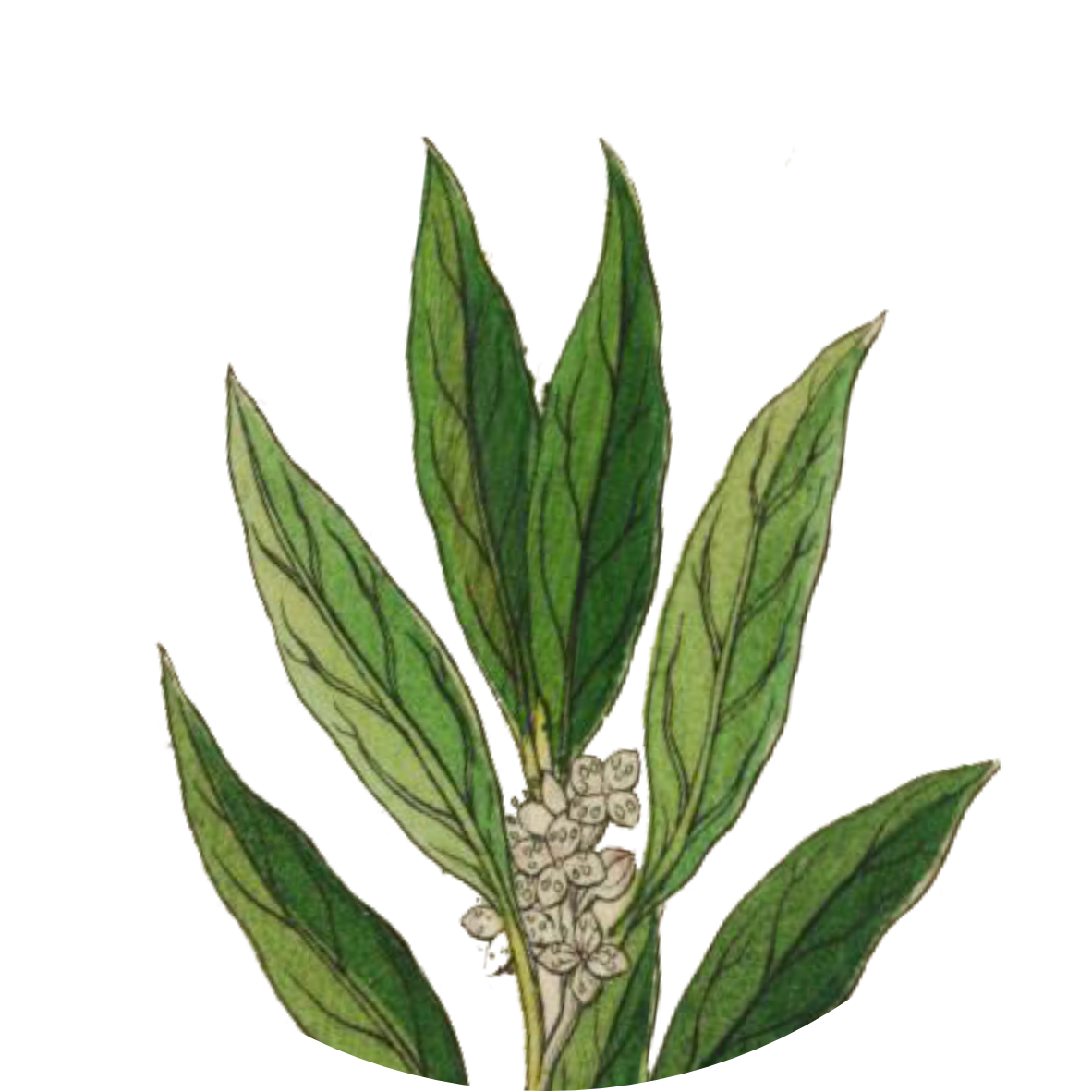 Image for bay-leaf