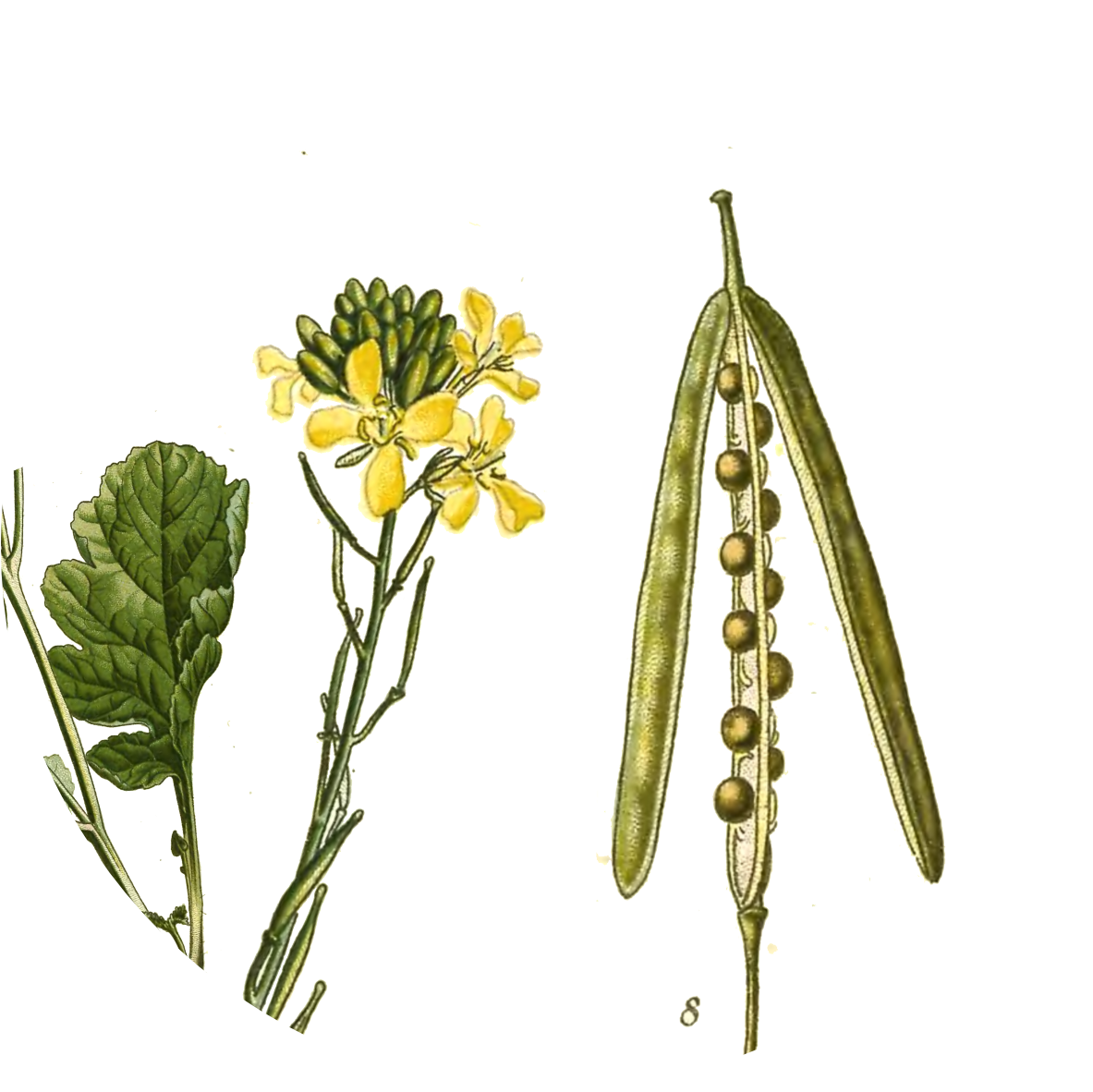 Image for black-mustard-seeds