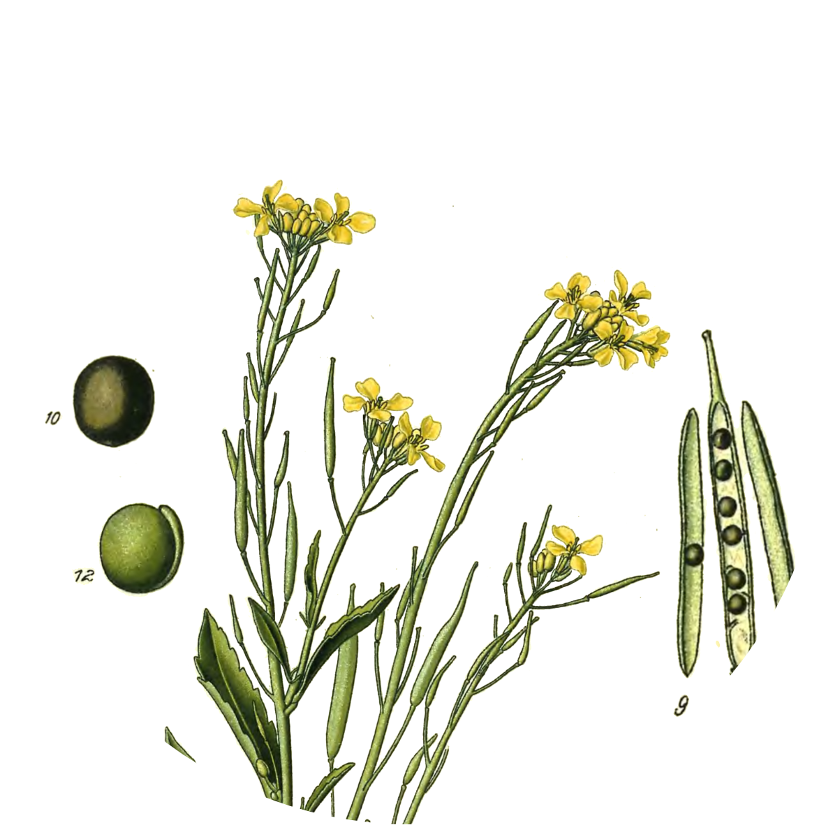 Image for brown-mustard-seeds