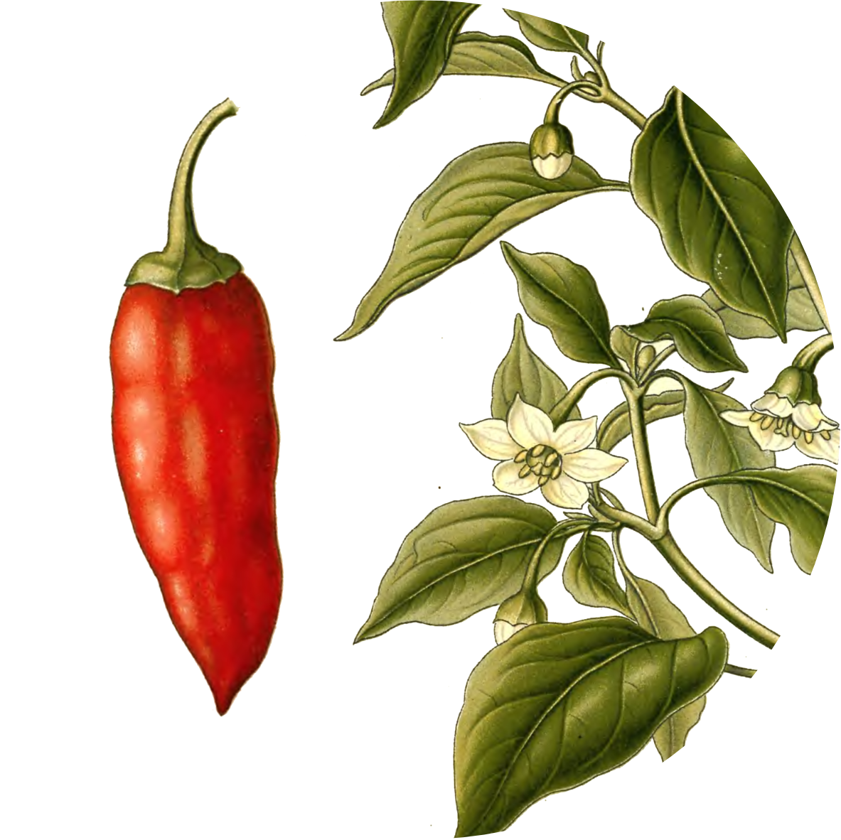 Image for cayenne-pepper