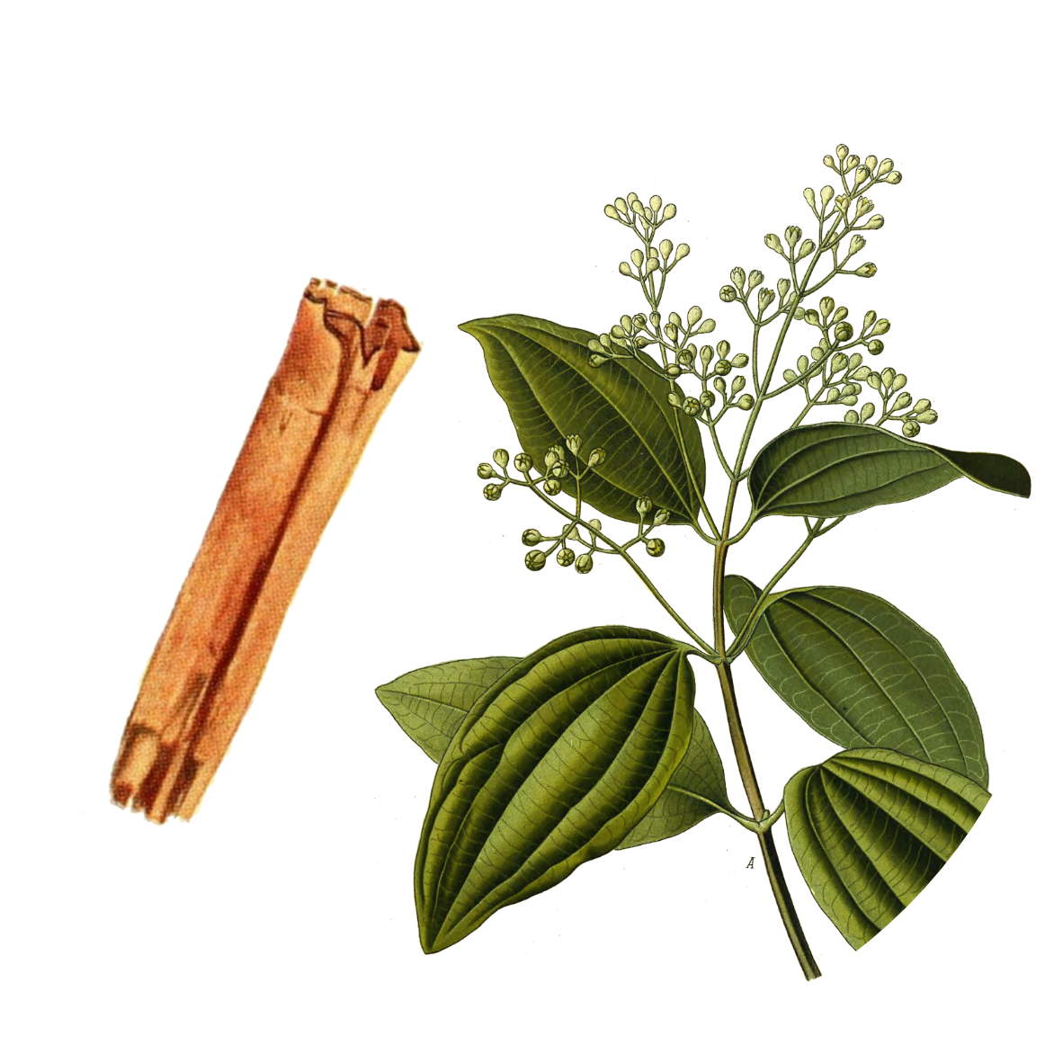 Image for ceylon-cinnamon