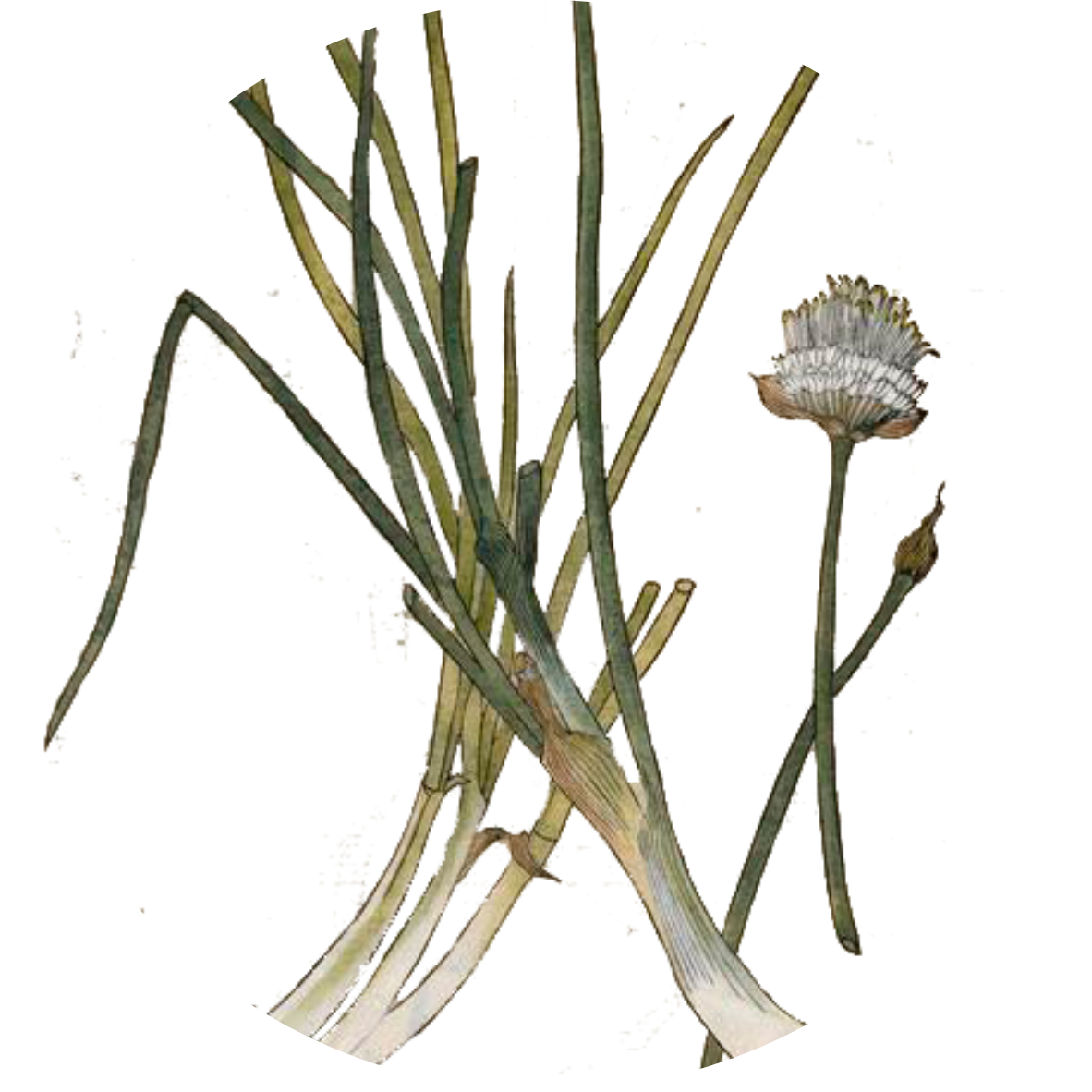 Image for chives