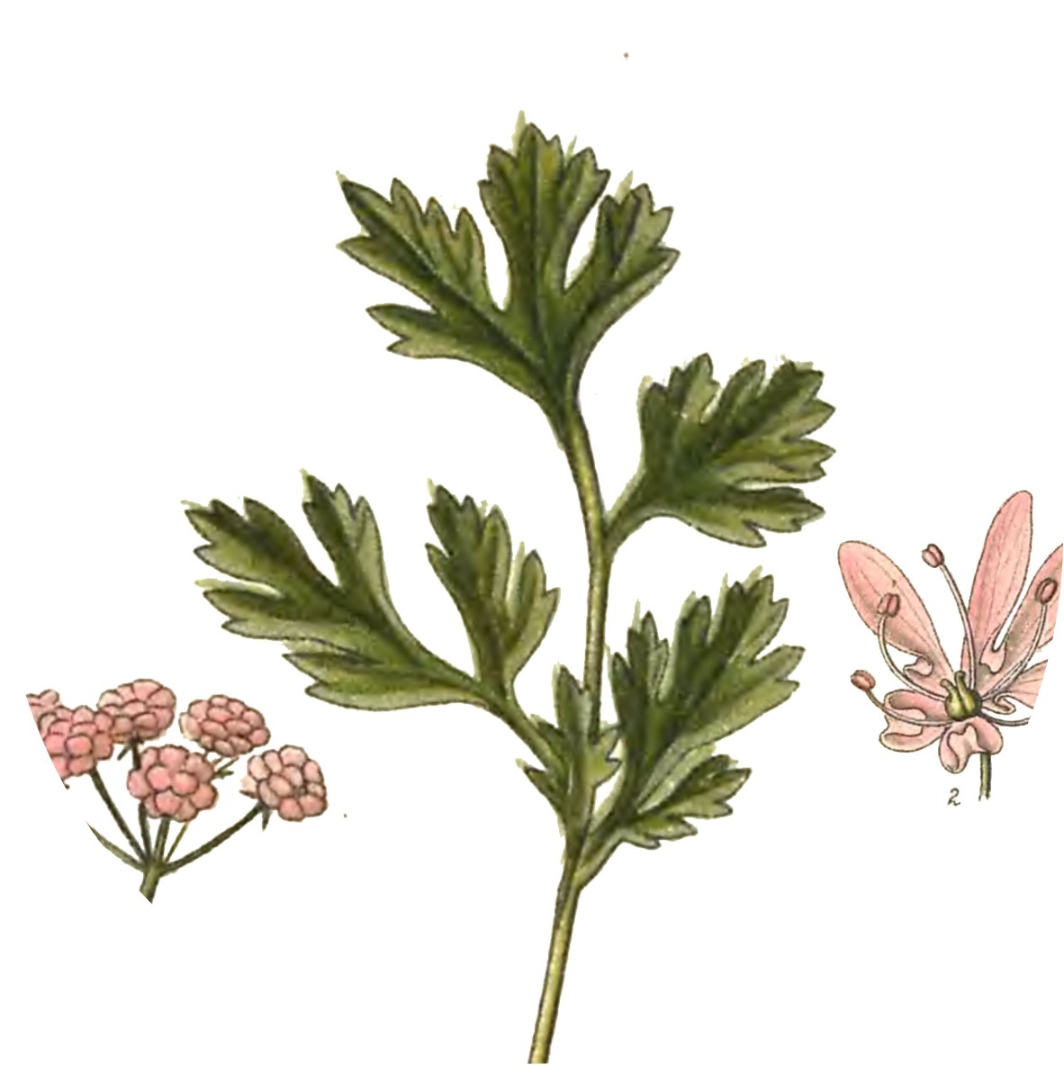 Image for coriander-leaves