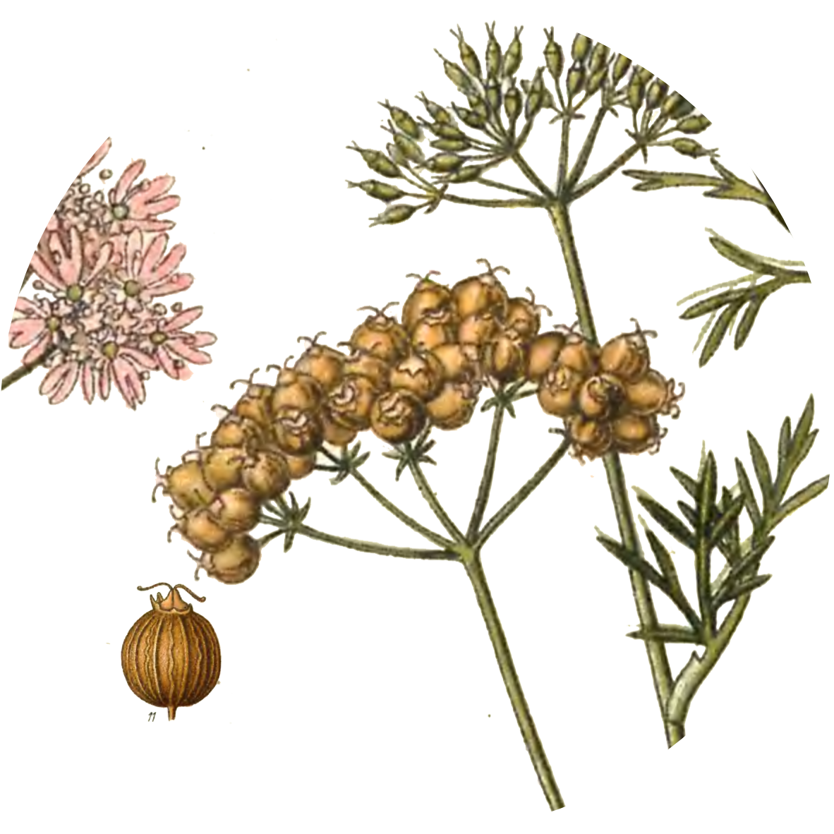 Image for coriander-seeds