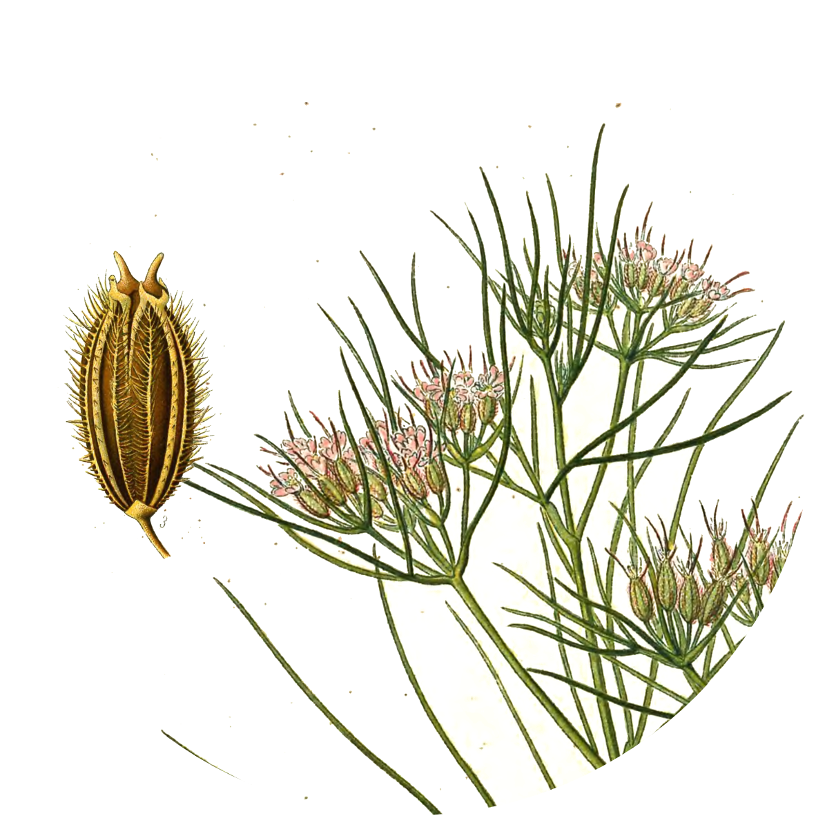 Image for cumin-seeds