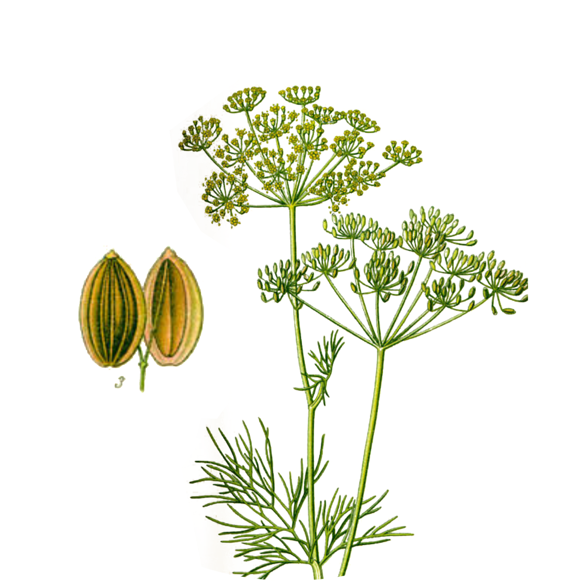 Image for dill-seeds