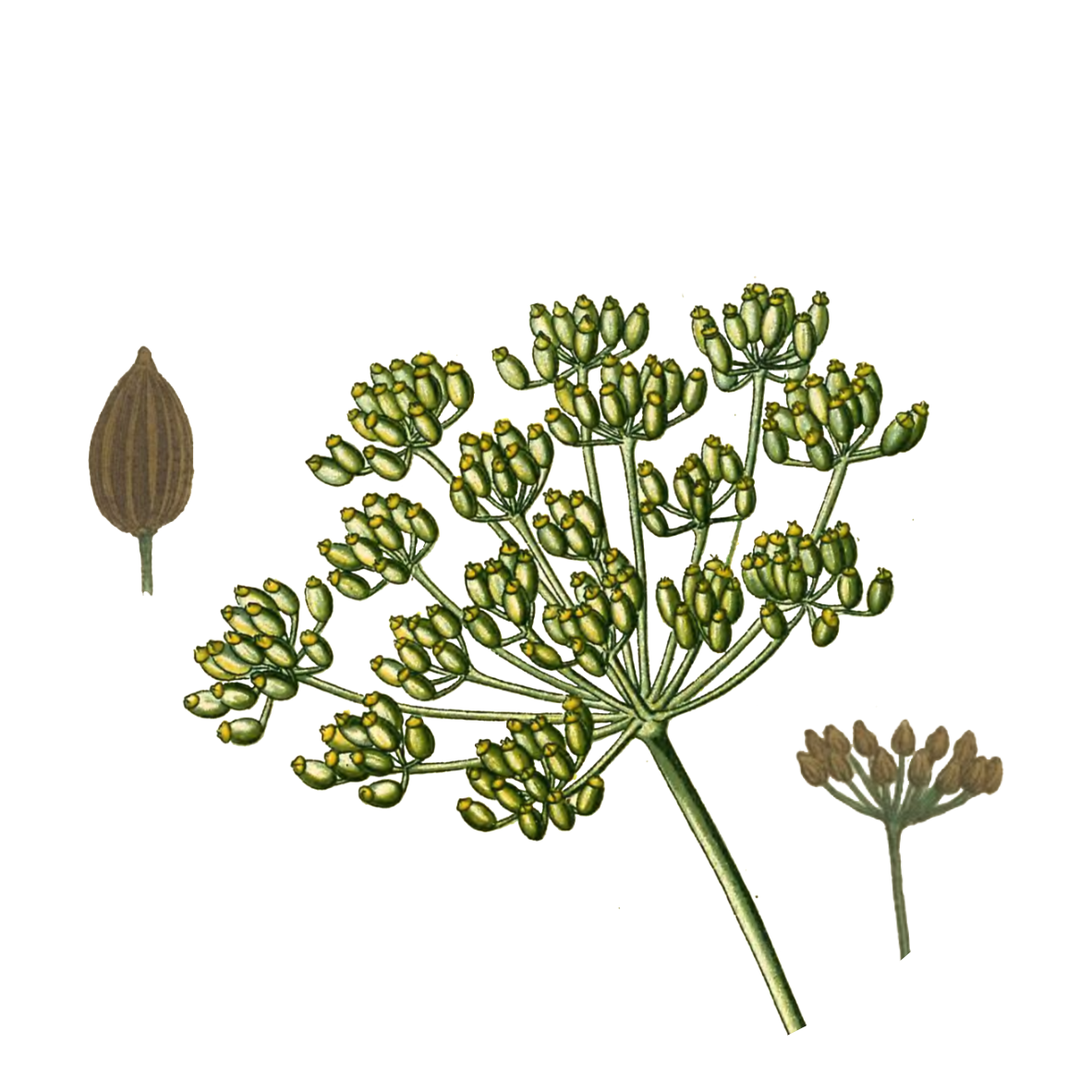 Image for fennel-seeds