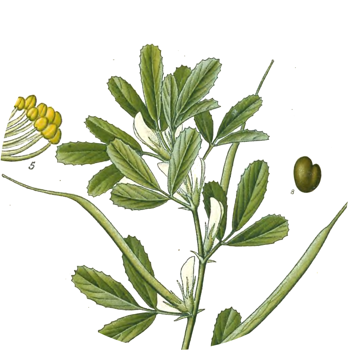 Image for fenugreek-leaves